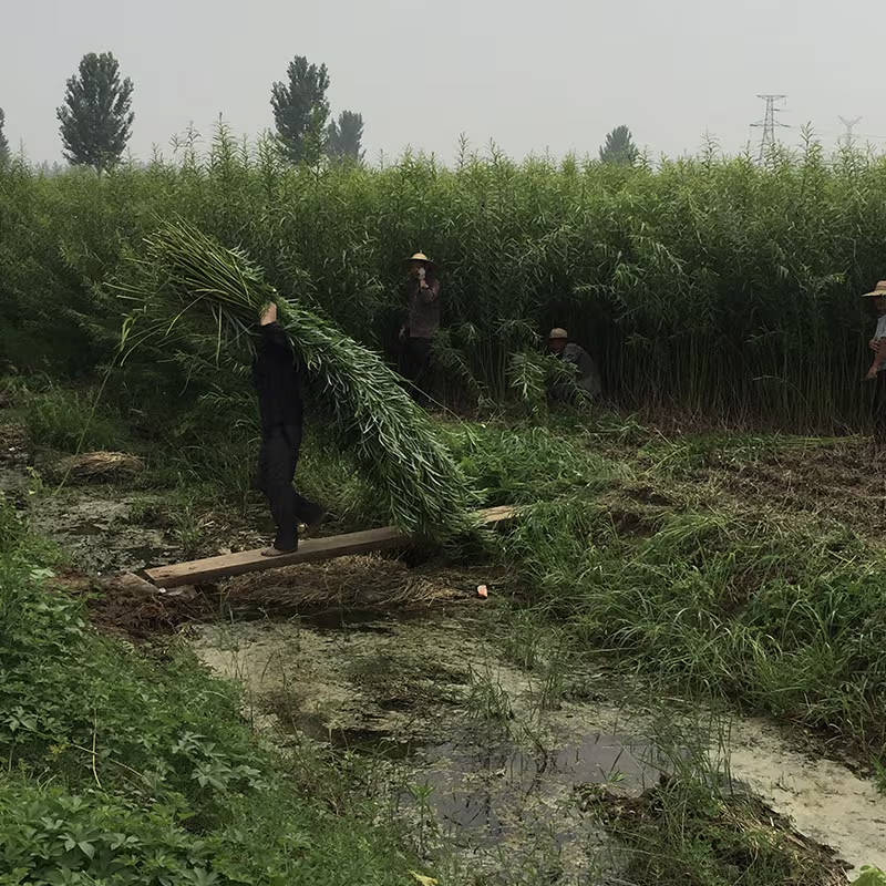 Two people carrying willow over a stream