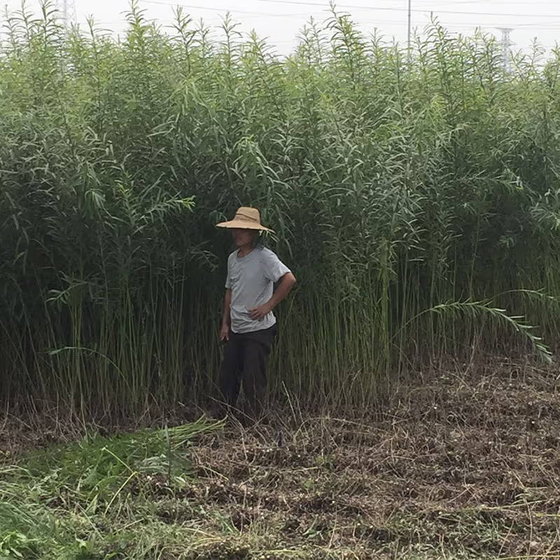 A person standing next to willow