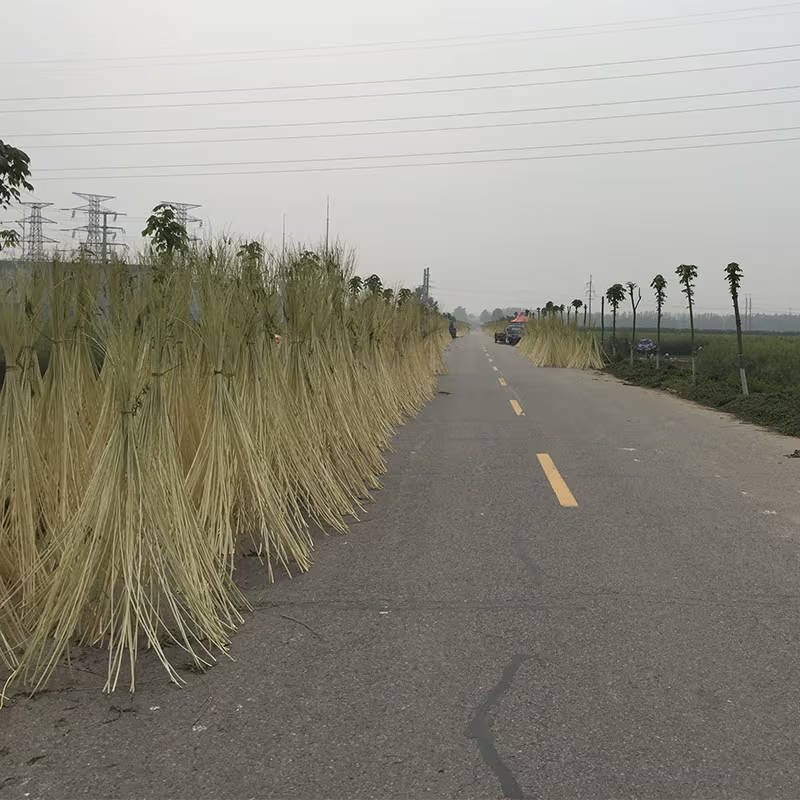 A road with wicker willow tied together