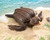 Folkmanis Puppet Leatherback Sea Turtle