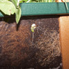 Root View Planter 9