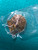 You can choose to open the oysters live or open at home. Oysters can only be shipped to U.S. customers. Oysters can contain 1-5 pearls inside.