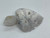 White agate turtle . Selection may vary, website is not updated daily!!!