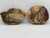 Petrified wood slice. Selection may vary, website is not updated daily!!!