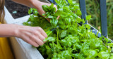 ​Health Beneficial Herbs you Can Grow at Home