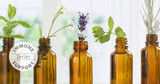 Essential Oils for Immunity