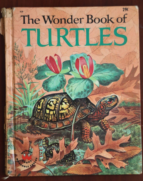 The Wonder Book of TURTLES by Eve Morel 1964 Wonder Books #838 Cynthia Koehler