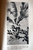 TREES AND SHRUBS OF CALIFORNIA GARDENS by Charles Francis Saunders 1926 SIGNED