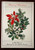Plants of Christmas by Hal Borland/Anne Ophelia Dowden Illustrated 1969 Vintage