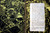 DARK LAUGHTER by Sherwood Anderson 1925 - 1920's Sexual Freedom/Americana Novel