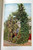 LUTHER BURBANK Vol. V GARDENING How Plants are Trained to Work for Man 1921