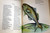 The Golden Treasury of Poetry by Louis Untermeyer 1967 Joan Walsh Anglund Pics