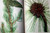 Wild Flowers of America by H.W. Rickett + Mary Vaux Walcott 1975 Vintage HC/DJ