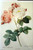 HOUSE & GARDEN'S PORTFOLIO OF FLOWER PRINTS 25 Complete 1937 Richardson Wright