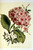 HOUSE & GARDEN'S PORTFOLIO OF FLOWER PRINTS 25 Complete 1937 Richardson Wright