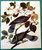 HOUSE & GARDEN'S PORTFOLIO OF FLOWER PRINTS 25 Complete 1937 Richardson Wright