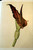 HOUSE & GARDEN'S PORTFOLIO OF FLOWER PRINTS 25 Complete 1937 Richardson Wright