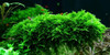 Vesicularia Dubyana Christmas Moss (Tropica Tissue Culture)