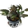 Cryptocoryne Wendtii Brown (potted)