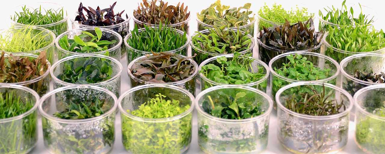 Green Leaf Aquariums - Gla Tissue Culture Plants  83367