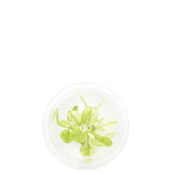 Tissue Culture Aquarium Plants in Sterile Cup (TC) Green Leaf Aquariums