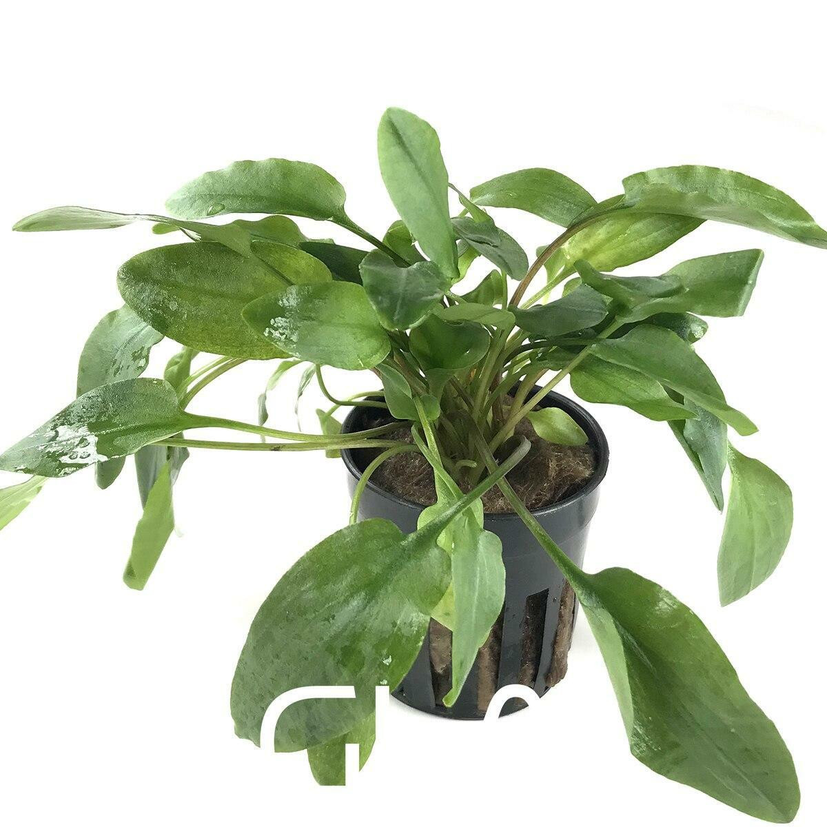 cryptocoryne rare