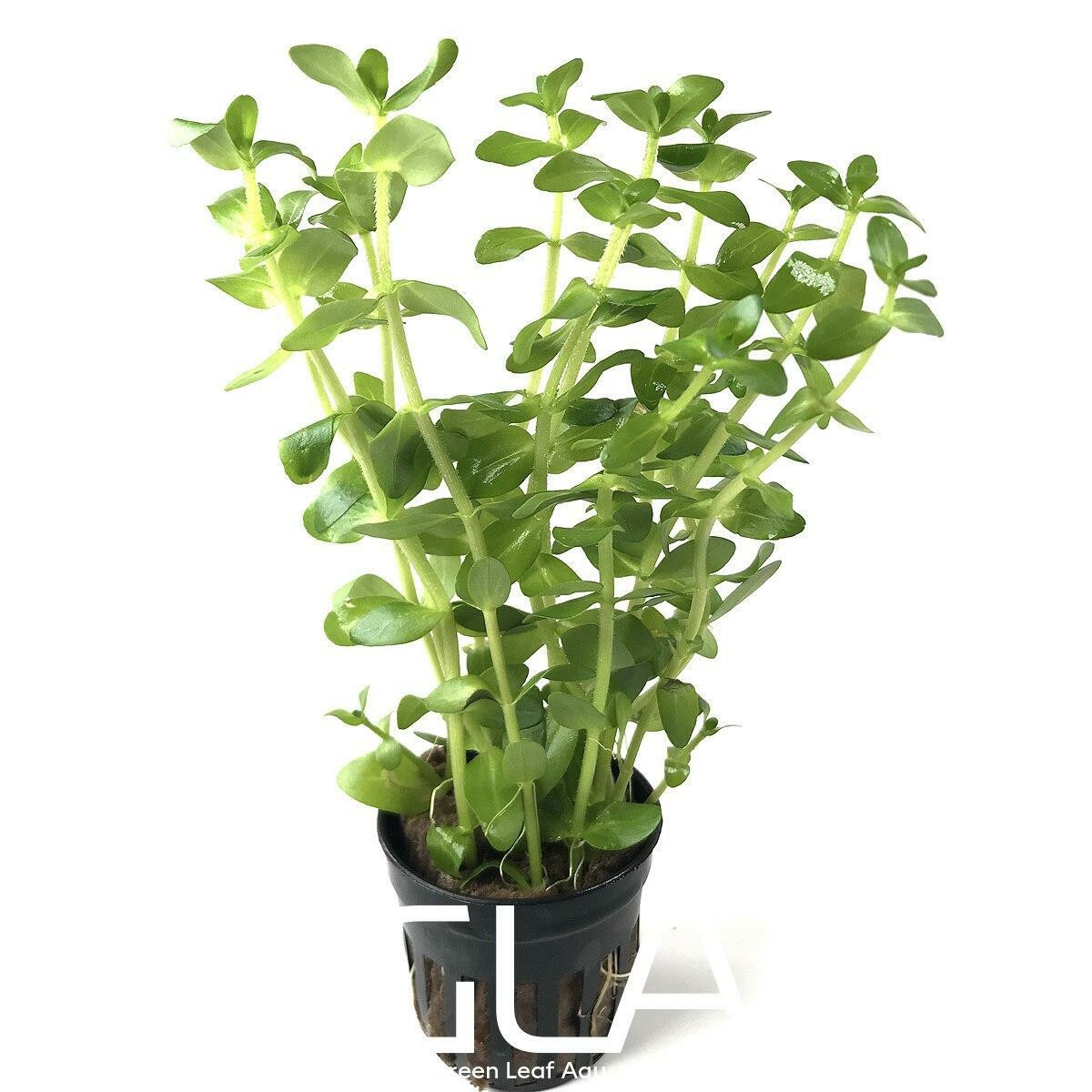 bacopa amplexicaulis aquarium