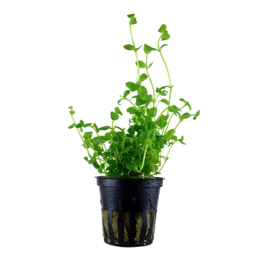 bacopa amplexicaulis aquarium