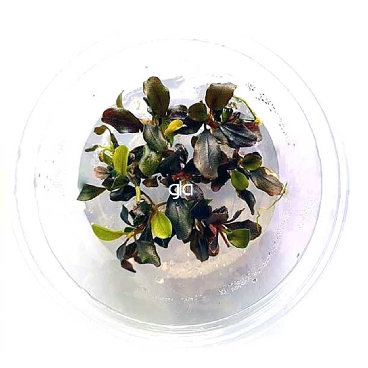 Bucephalandra sp Batang Kawa (GLA Tissue Culture)