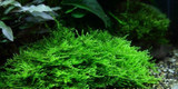 Taxiphyllum Spiky Moss (Tropica Tissue Culture)