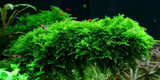 Vesicularia Dubyana Christmas Moss (Tropica Tissue Culture)