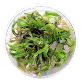 Cryptocoryne Wendtii Green (GLA Tissue Culture)