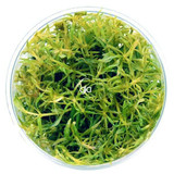 Eustralis Stellata (GLA Tissue Culture)