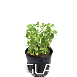 Rotala Green (GLA Potted Plant)