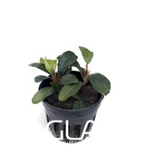 Bucephalandra Theia (GLA Potted Plant)