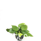 Anubias Nana Golden (GLA Potted Plant)