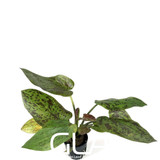 Echinodorus Chocolate Marble (GLA Potted Plant)