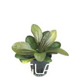 Echinodorus Hadi Red Pearl (GLA Potted Plant)