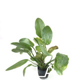 Echinodorus Ozelot Green (GLA Potted Plant)