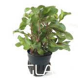 Alternanthera Rosaefolia (GLA Potted Plant)