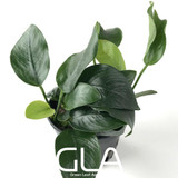 Anubias Nana Short (GLA Potted Plant)