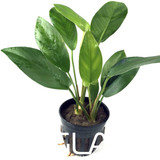 Anubias Hastifolia (GLA Potted Plant)