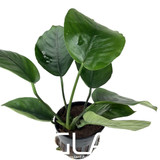 Anubias Barteri Broad Leaf (GLA Potted Plant)