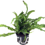 Microsorium Pteropus Narrow (GLA Potted Plant)