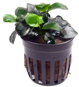 Anubias Barteri Petite Round (GLA Potted Plant)