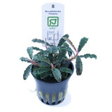 Bucephalandra Kedagang (Tropica Potted Plant)