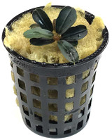 Bucephalandra Kedagang Mini Round (GLA Potted Plant)