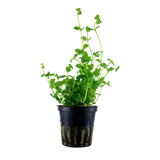 Bacopa Australis (Tropica Potted Plant)