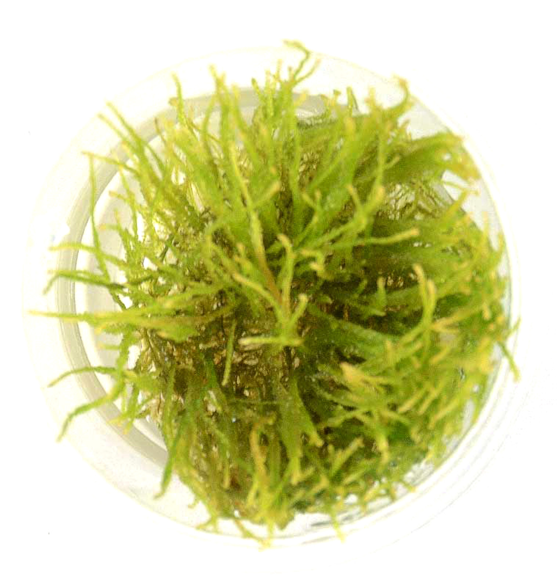 Vesicularia Ferriei Weeping Moss - GLA Tissue Culture Plants