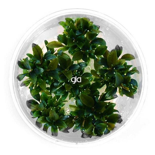 Bucephalandra Red Mini (GLA Tissue Culture)